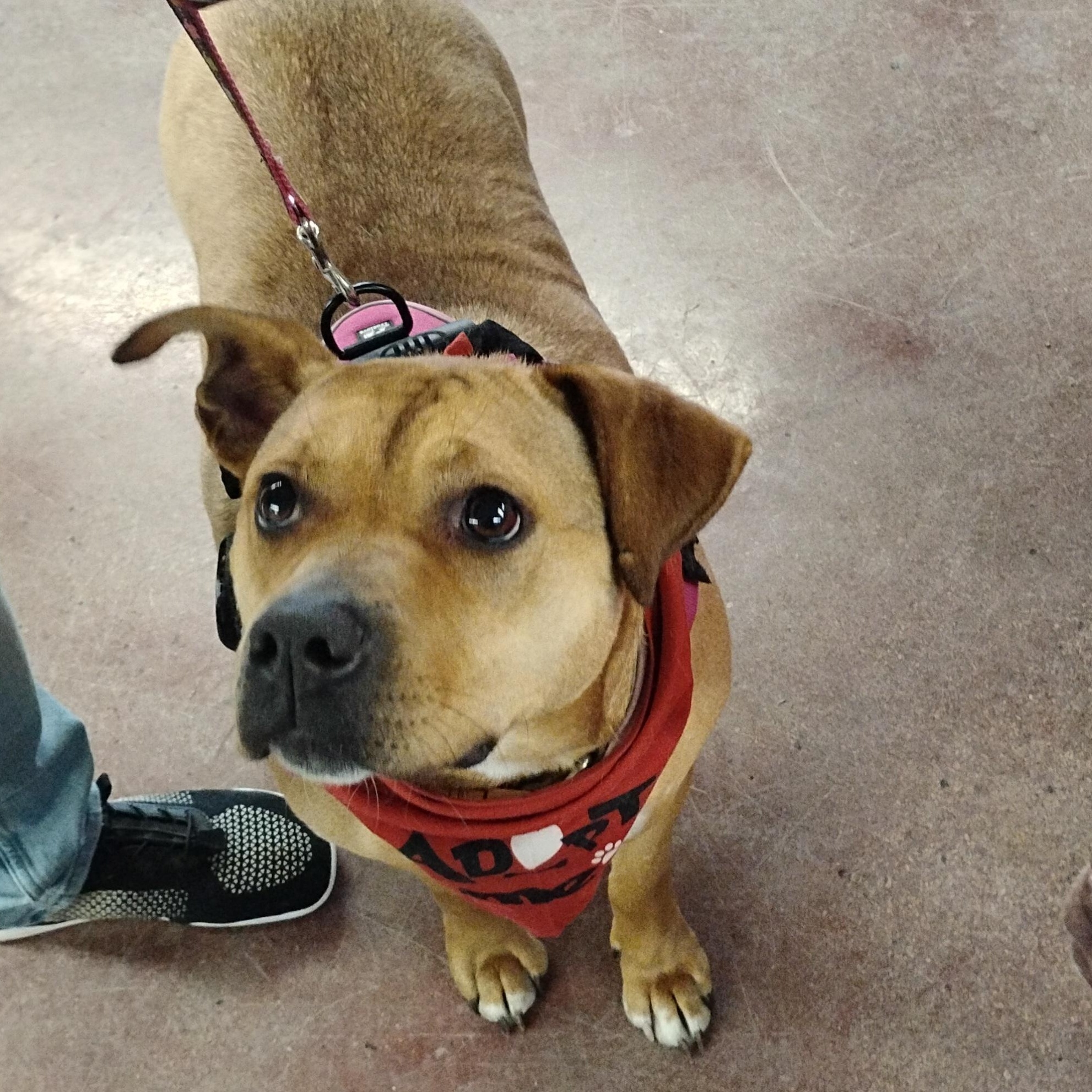 Enlarge LayLa, a Adoptable mixed breed in Omaha, NE image 4/5