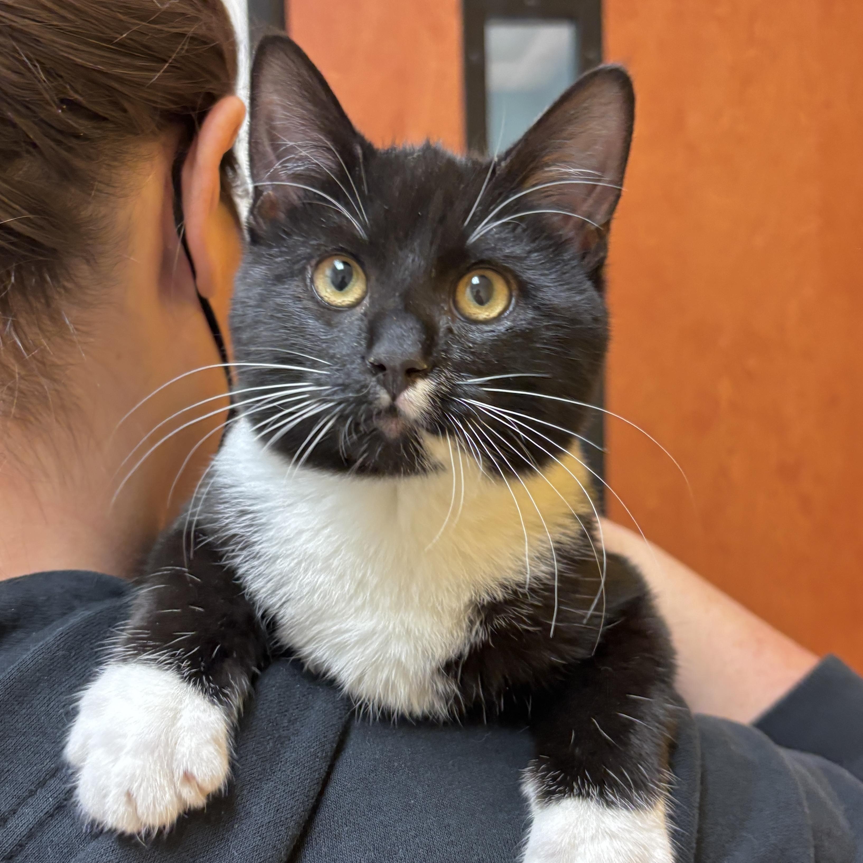 Enlarge Nugget, a ADOPTABLE Domestic Short Hair in Sonora, CA image 1/1