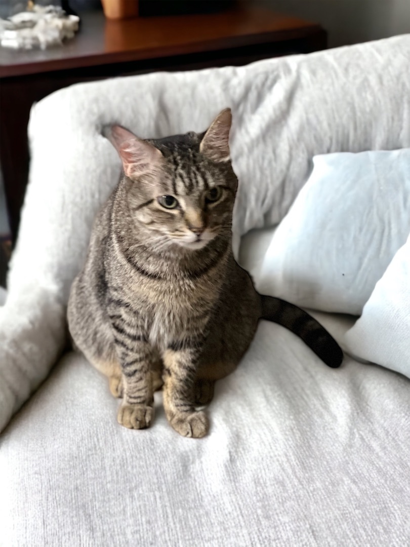 Dusty FIV+ INDOOR ONLY, a Adoptable mixed breed in Stockton, CA image 1/13