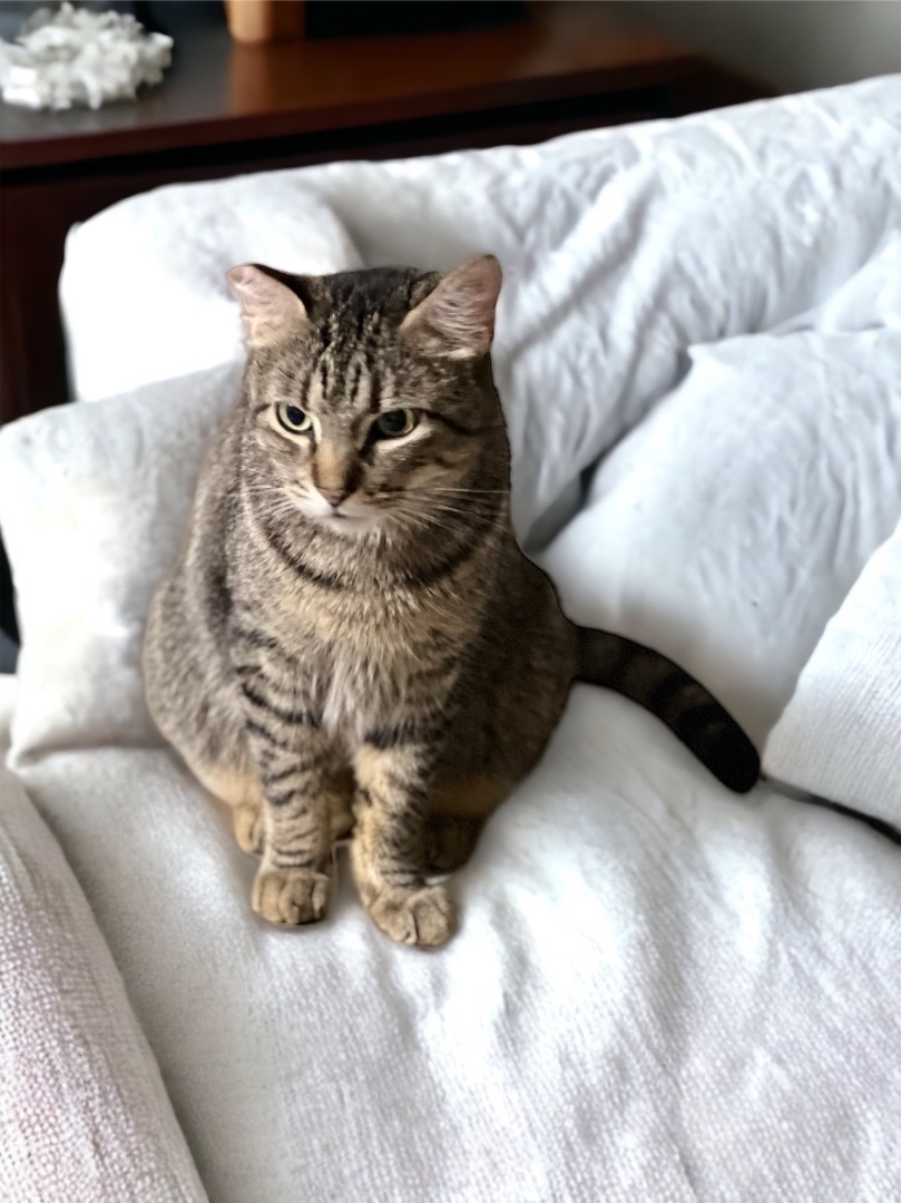 Dusty FIV+ INDOOR ONLY, a Adoptable mixed breed in Stockton, CA image 2/13