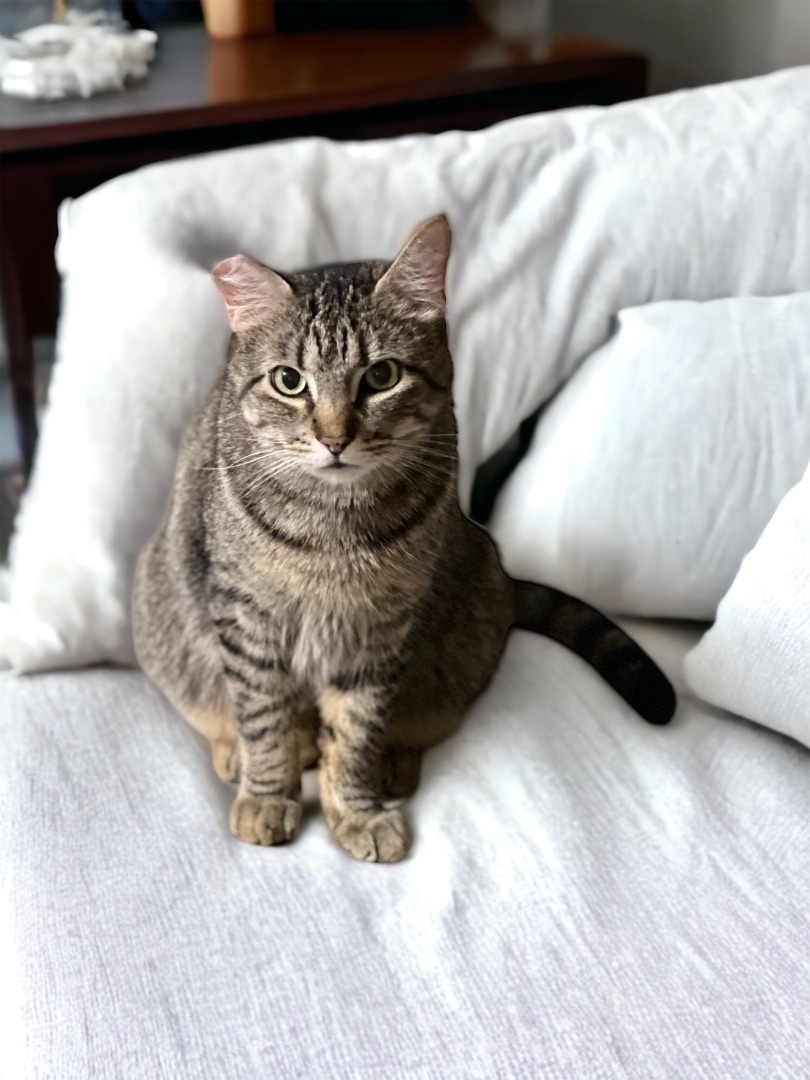 Dusty FIV+ INDOOR ONLY — thumbnail 3