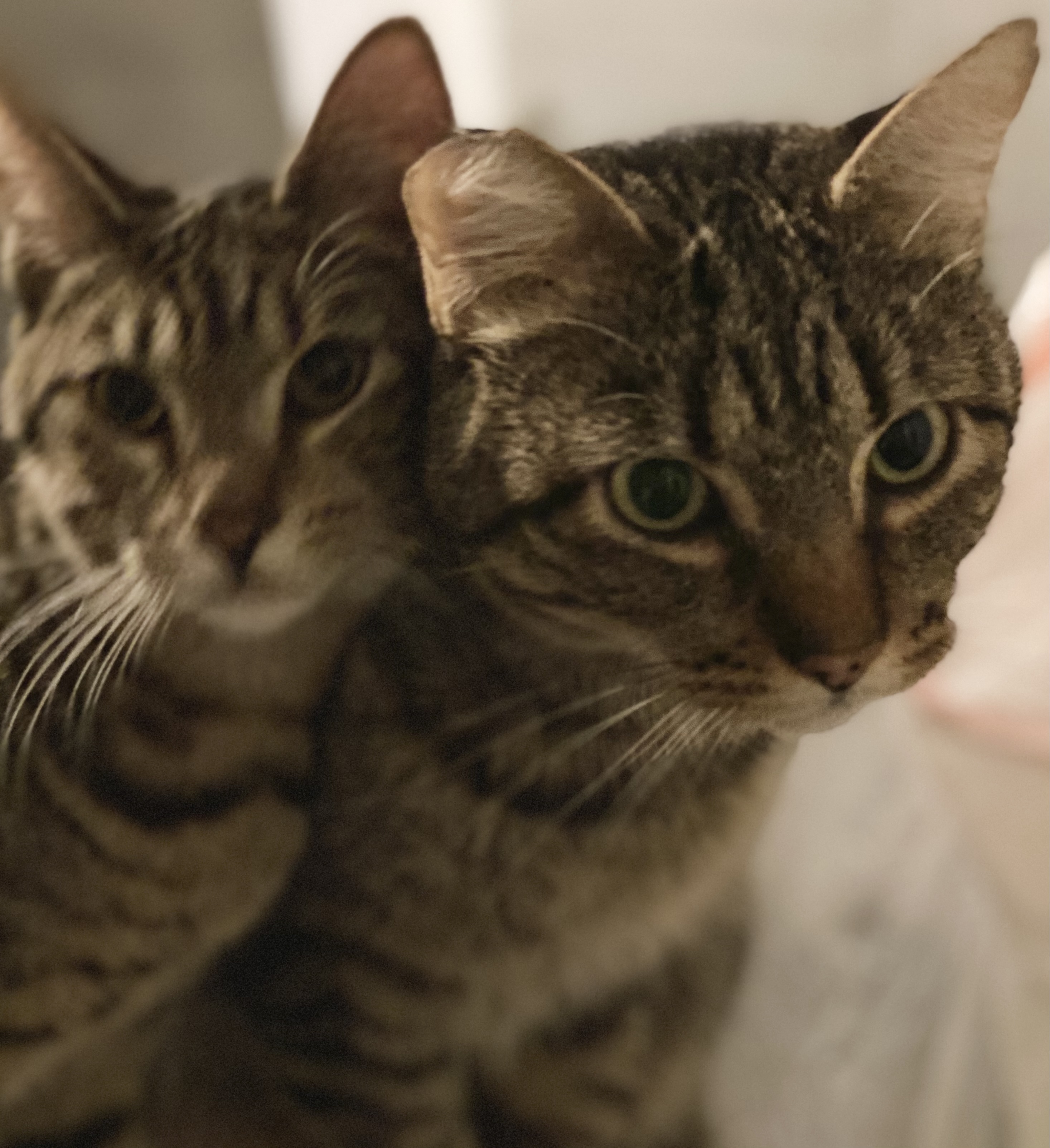 Dusty FIV+ INDOOR ONLY — thumbnail 4