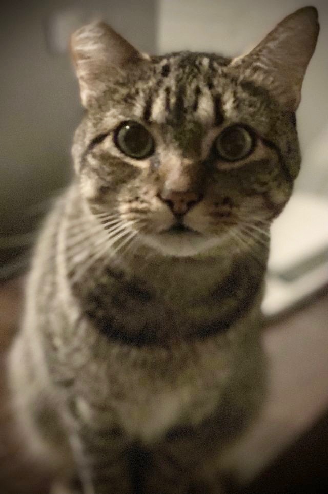 Dusty FIV+ INDOOR ONLY — thumbnail 5