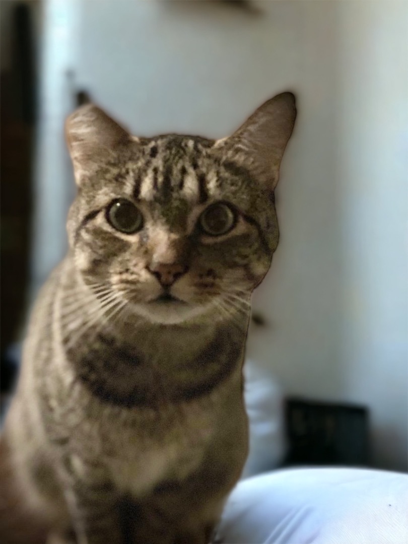 Dusty FIV+ INDOOR ONLY — thumbnail 6