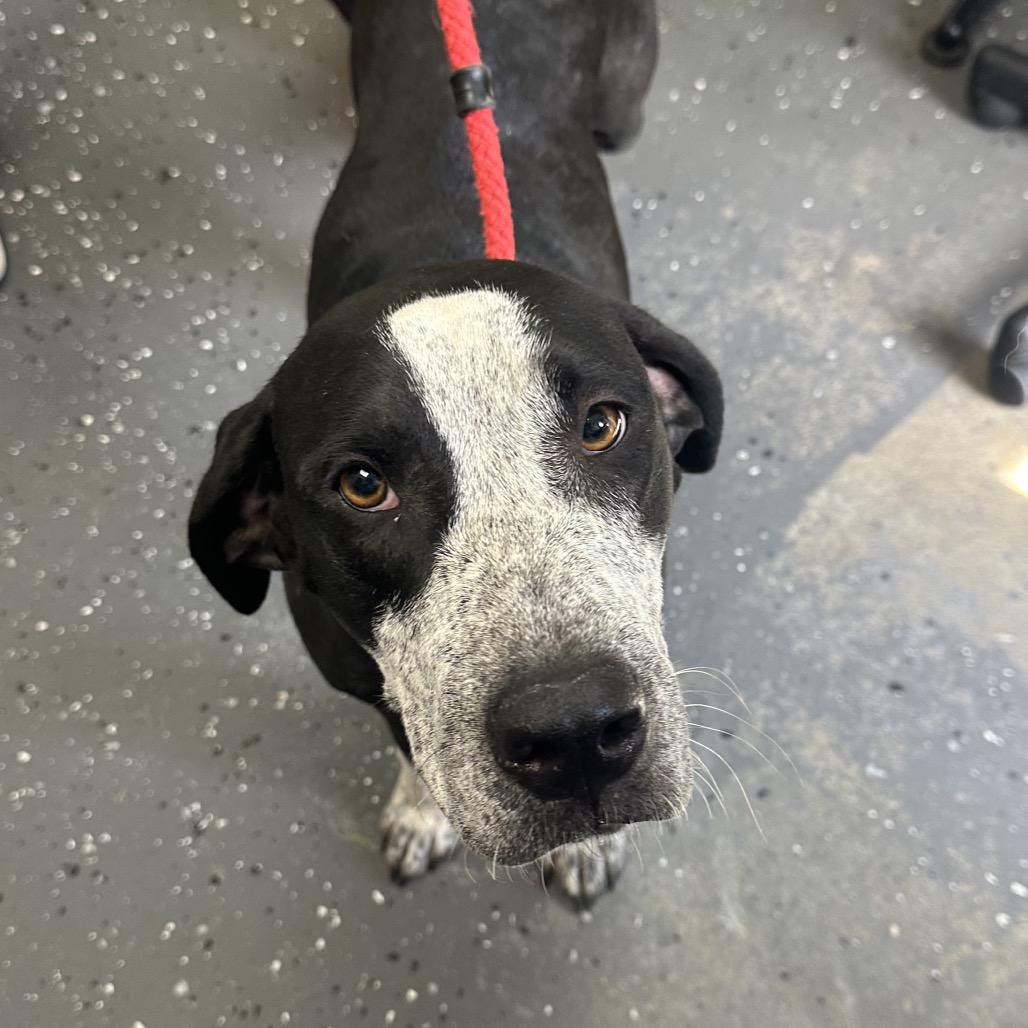 Enlarge Kimi *AVAILABLE IN FOSTER*, a Adoptable Mixed Breed in Columbiana, AL image 1/1