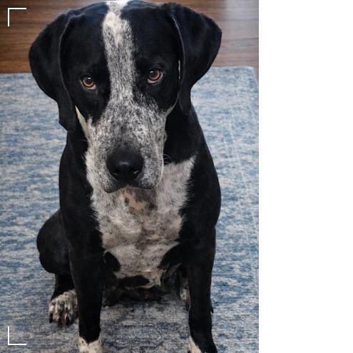 Enlarge Kimi *AVAILABLE IN FOSTER*, a Adoptable Mixed Breed in Columbiana, AL image 2/5