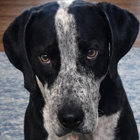 Enlarge Kimi *AVAILABLE IN FOSTER*, a Adoptable Mixed Breed in Columbiana, AL image 4/5