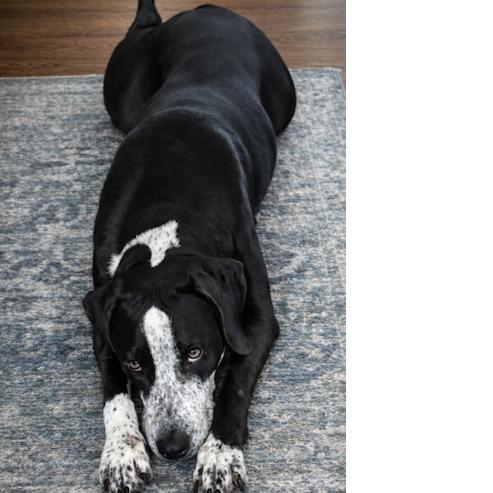 Enlarge Kimi *AVAILABLE IN FOSTER*, a Adoptable Mixed Breed in Columbiana, AL image 5/5