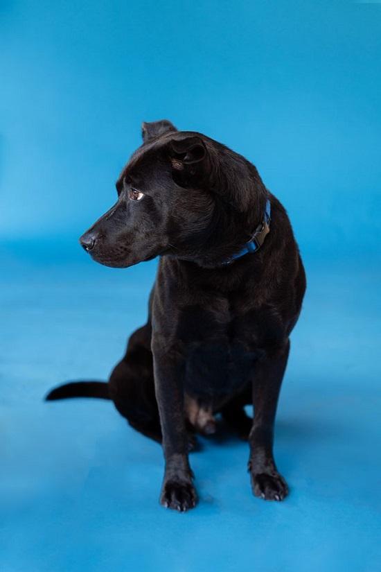 Enlarge LYKER, a ADOPTABLE mixed breed in Pegram, TN image 4/6