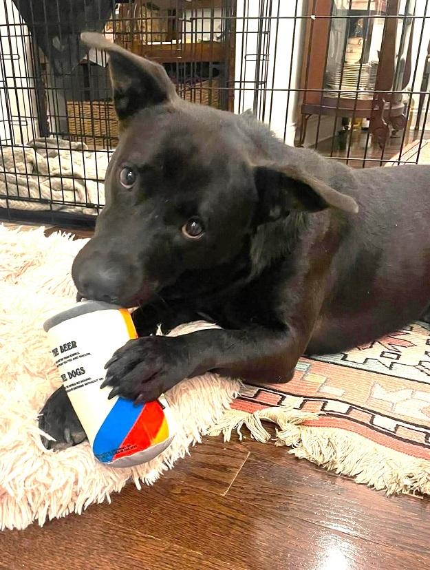 LYKER, ADOPTABLE, Adult Male Labrador Retriever.