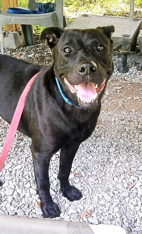 LYKER, a ADOPTABLE mixed breed in Pegram, TN image 2/3