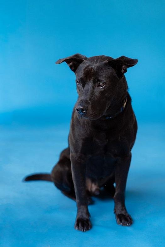 Enlarge LYKER, a ADOPTABLE mixed breed in Pegram, TN image 6/6