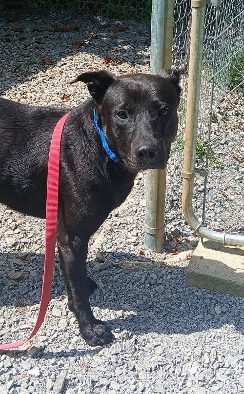 LYKER, ADOPTABLE, Adult Male Labrador Retriever.