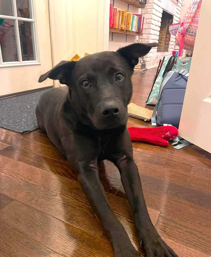 LYKER, an adopted mixed breed in Pegram, TN image 3/6