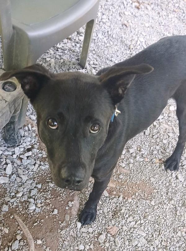 LYKER, a ADOPTABLE mixed breed in Pegram, TN image 3/3
