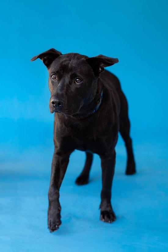 LYKER, ADOPTABLE, Adult Male Labrador Retriever.