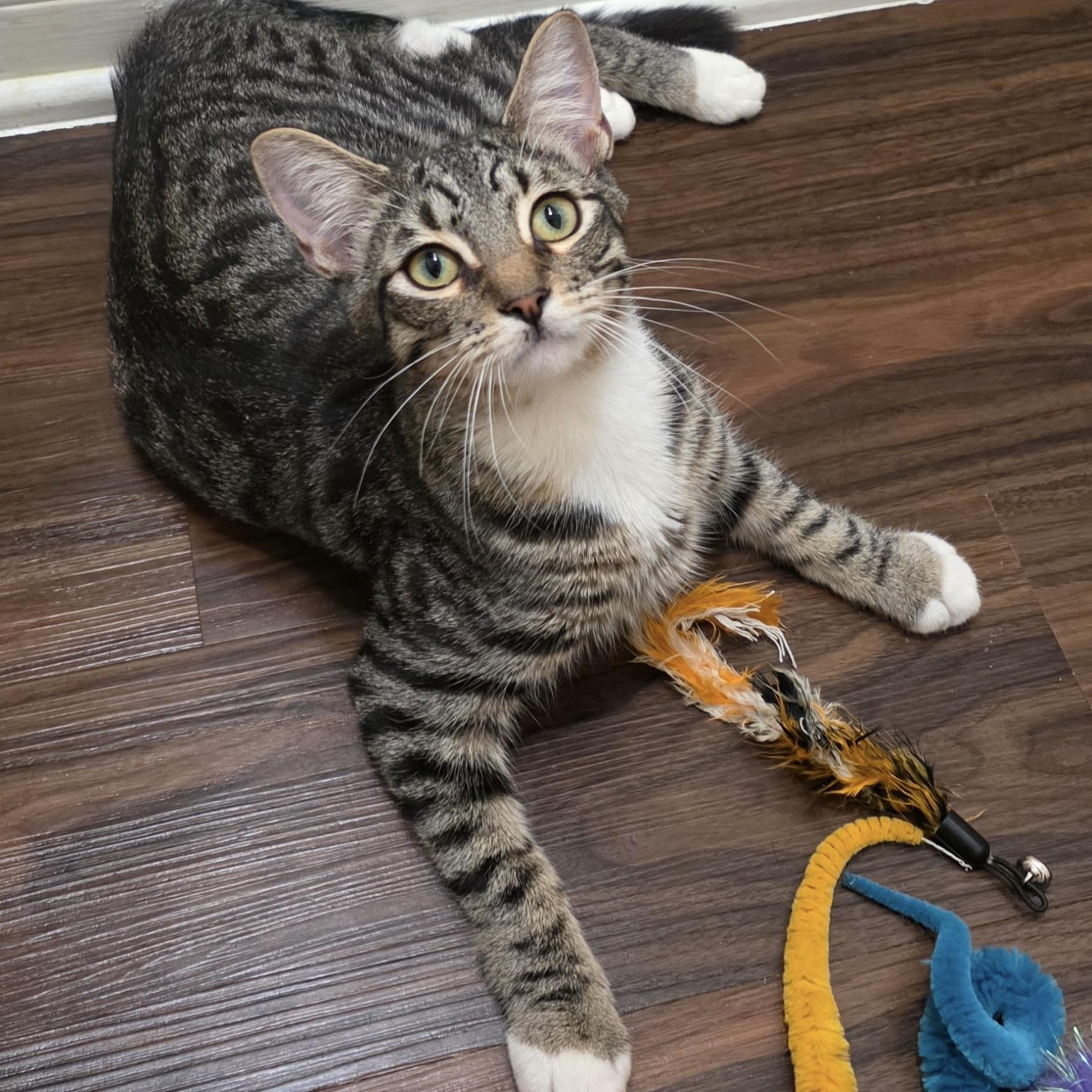 Enlarge Dean, a Adoptable Domestic Short Hair in Huntington Beach, CA image 3/5
