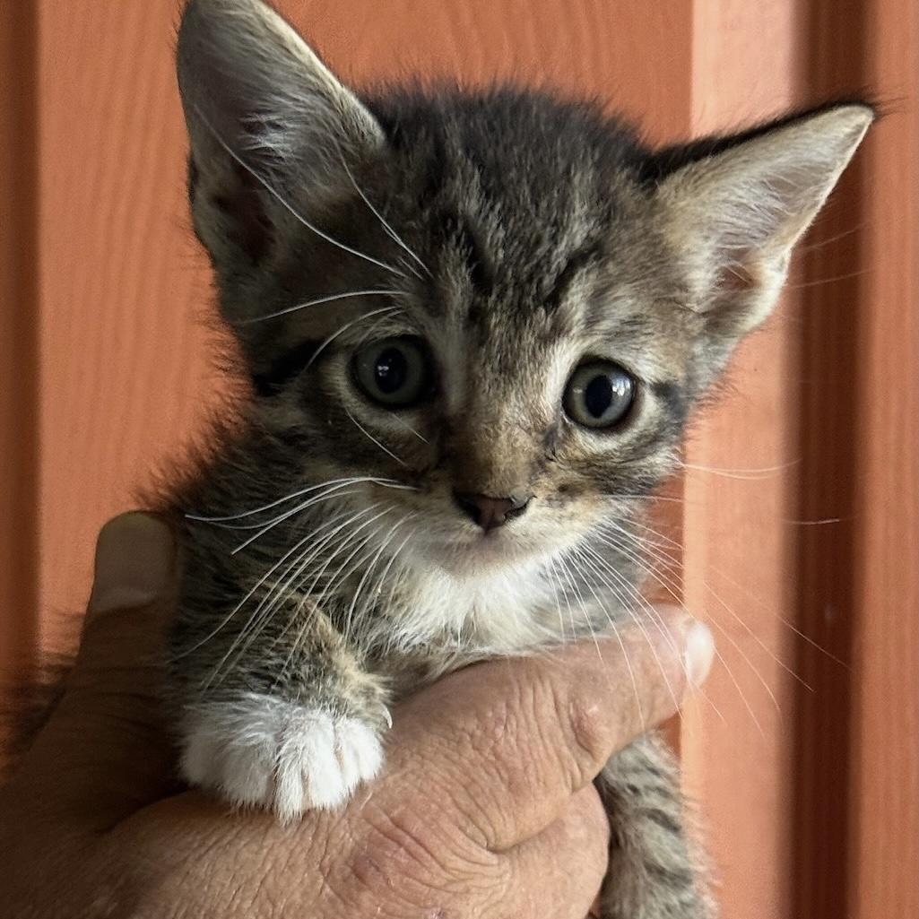 Enlarge Dean, a Adoptable Domestic Short Hair in Huntington Beach, CA image 5/5
