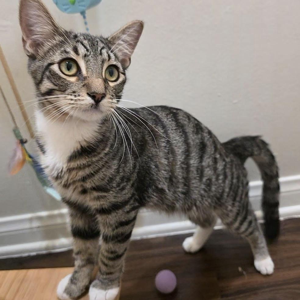 Dean, Adoptable, Kitten Male Domestic Short Hair.