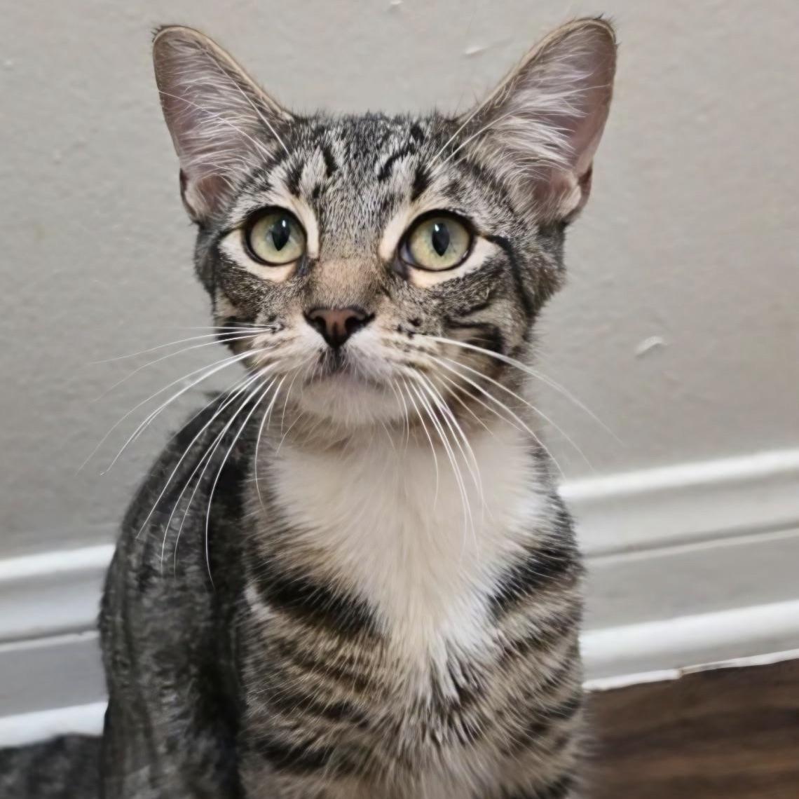 Enlarge Dean, a Adoptable Domestic Short Hair in Huntington Beach, CA image 2/5
