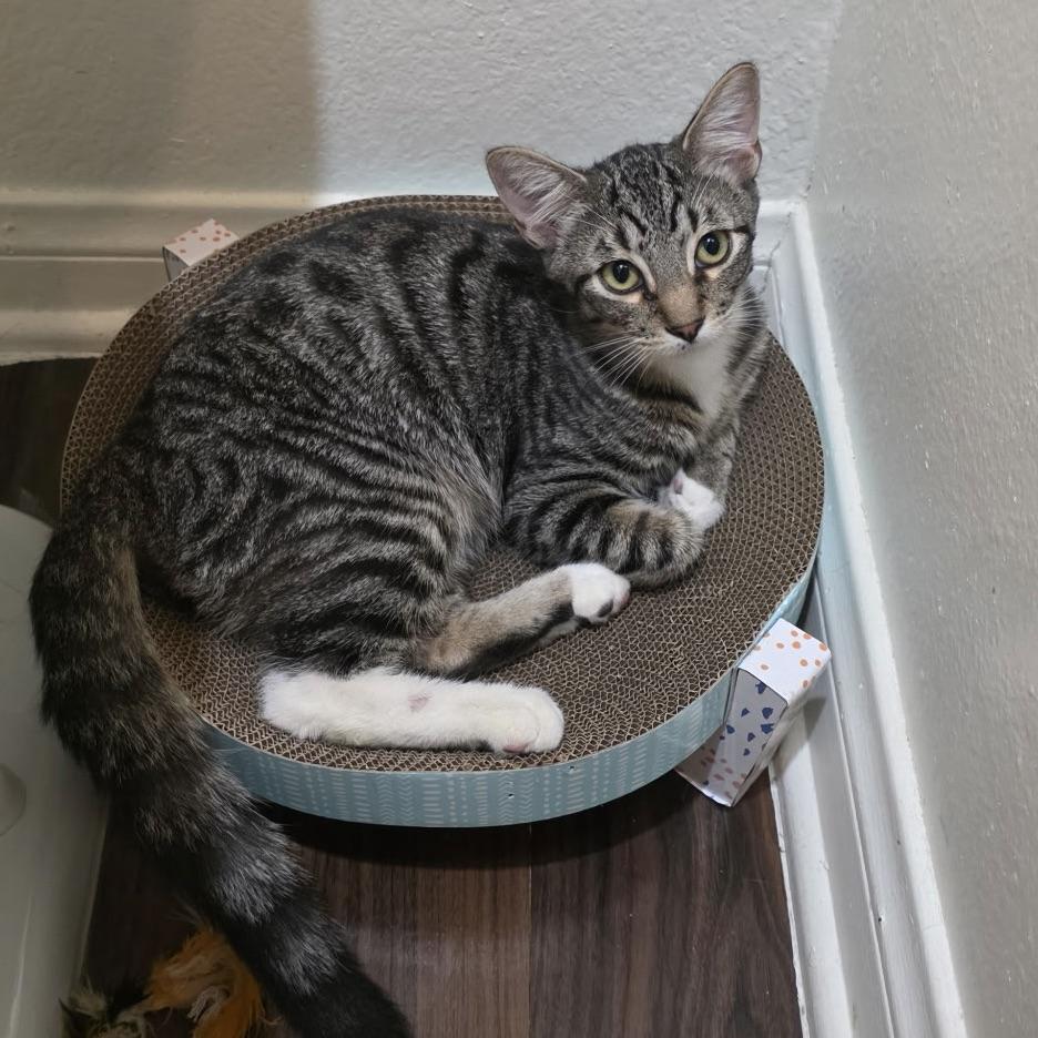 Enlarge Dean, a Adoptable Domestic Short Hair in Huntington Beach, CA image 4/5