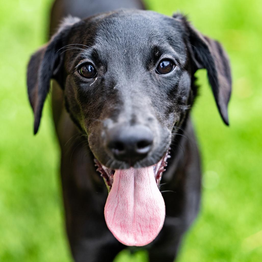 Enlarge Liberty, a Adoptable mixed breed in Naperville, IL image 1/4