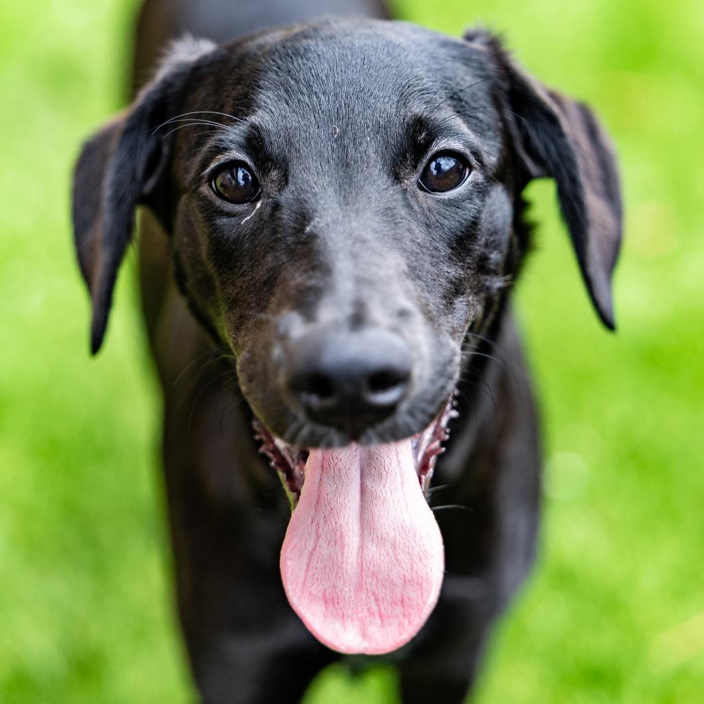 Enlarge Liberty, a Adoptable mixed breed in Naperville, IL image 2/4