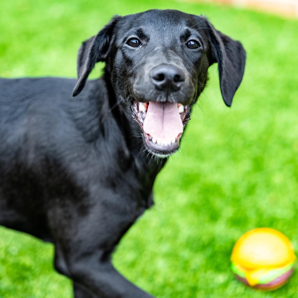 Enlarge Liberty, a Adoptable mixed breed in Naperville, IL image 3/4
