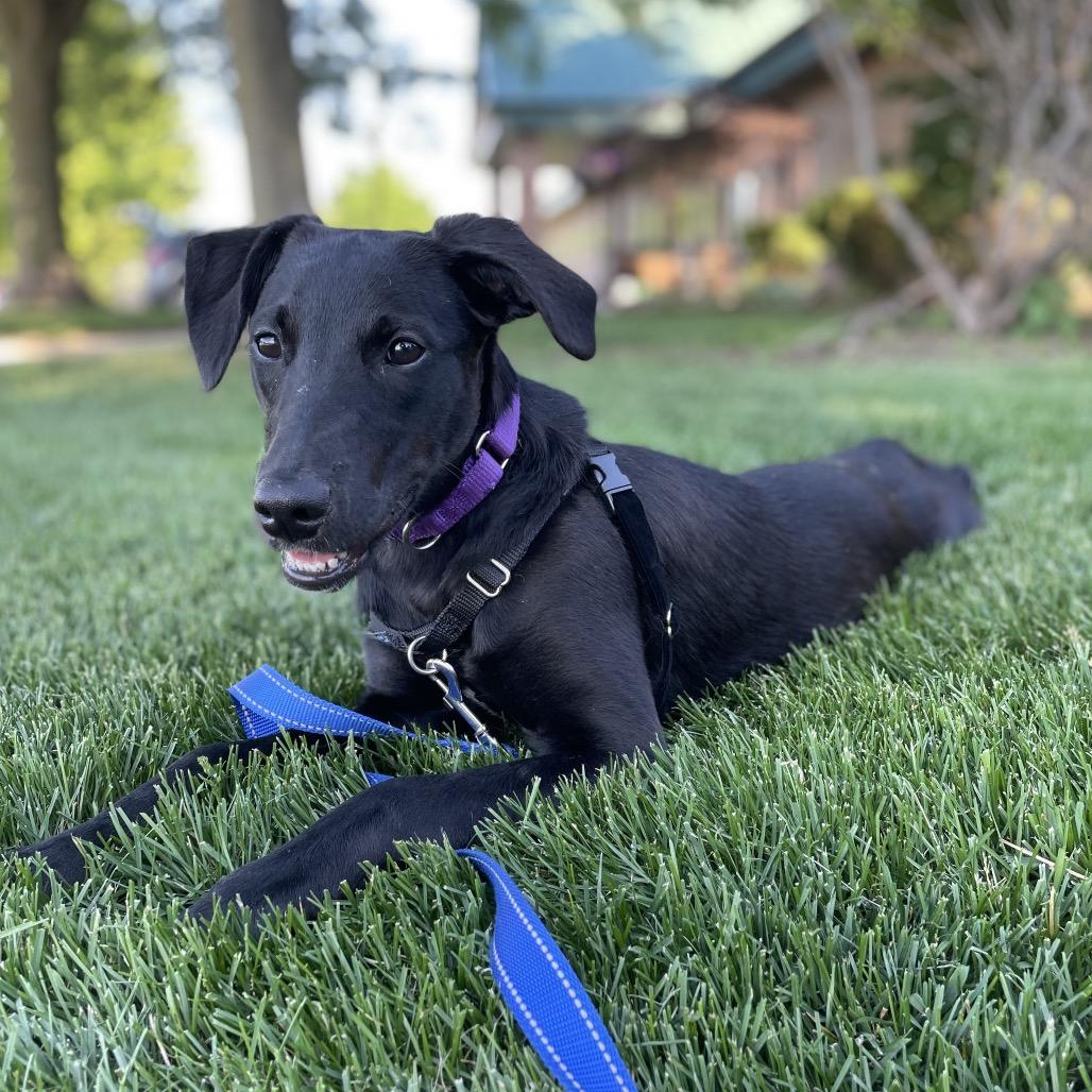 Liberty, a Adoptable mixed breed in Naperville, IL image 3/4
