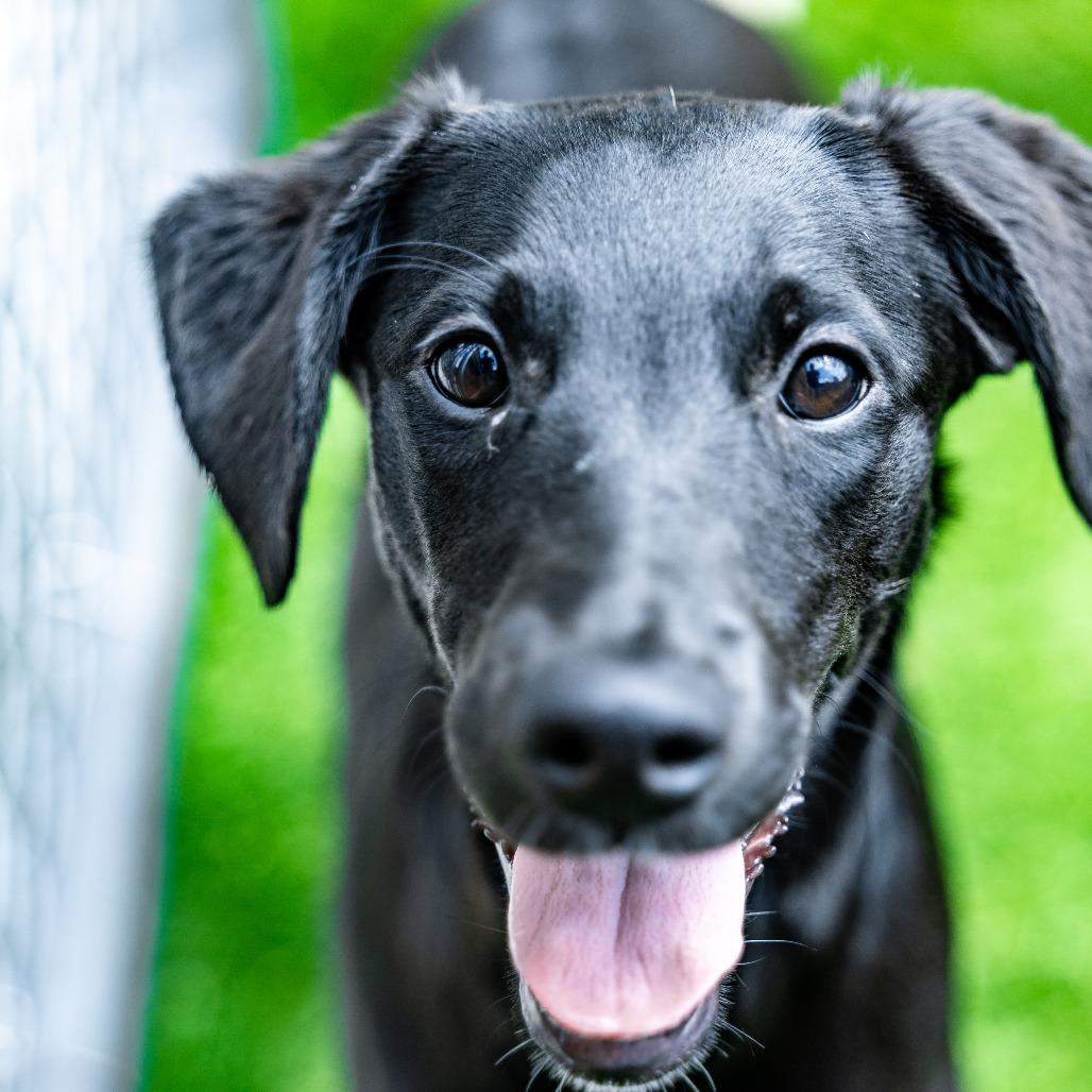 Enlarge Liberty, a Adoptable mixed breed in Naperville, IL image 4/4