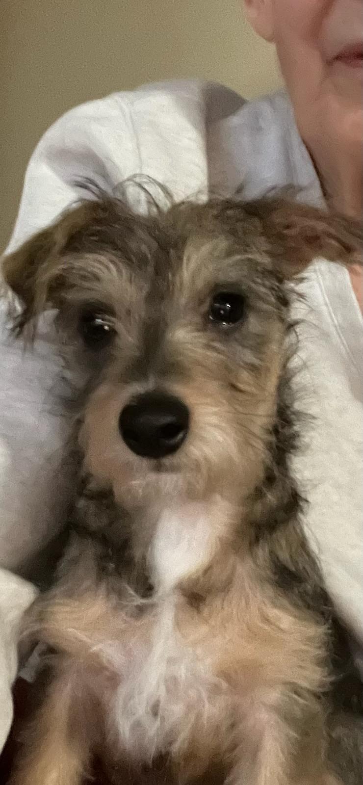 Enlarge Doilie, a ADOPTABLE mixed breed in Cumming, GA image 2/3