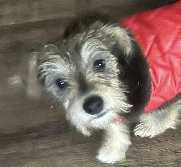 Enlarge Doilie, a ADOPTABLE mixed breed in Cumming, GA image 1/3