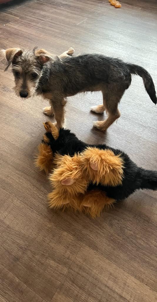 Enlarge Doilie, a ADOPTABLE mixed breed in Cumming, GA image 3/3