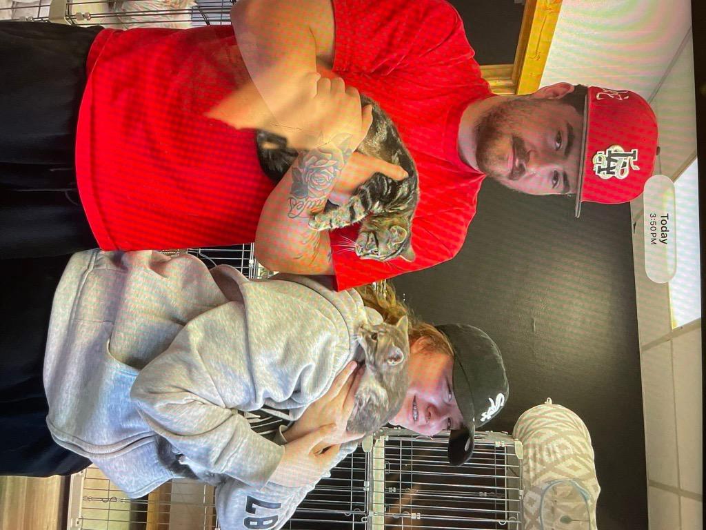 Steve, Adopted, Kitten Male Tabby.