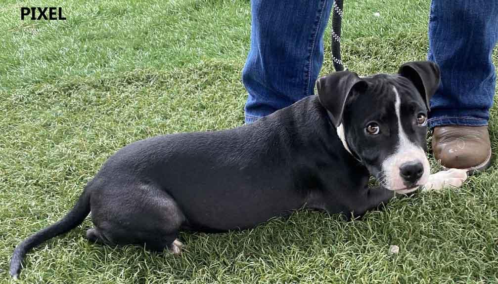 Enlarge Pixel, a Adoptable mixed breed in Washington, GA image 3/5