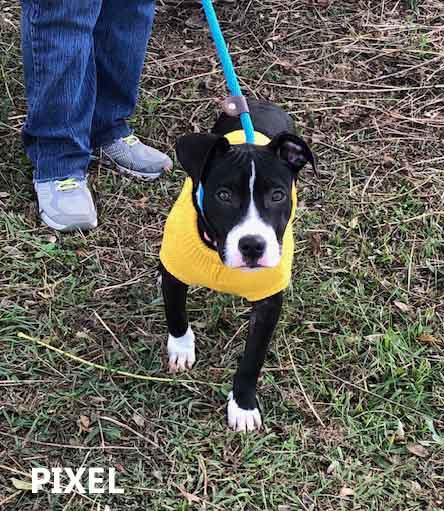 Enlarge Pixel, a Adoptable mixed breed in Washington, GA image 1/5