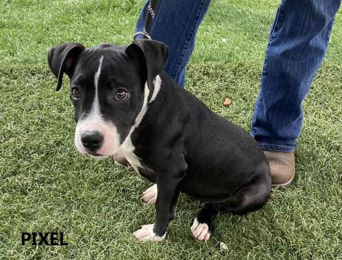 Enlarge Pixel, a Adoptable mixed breed in Washington, GA image 5/5