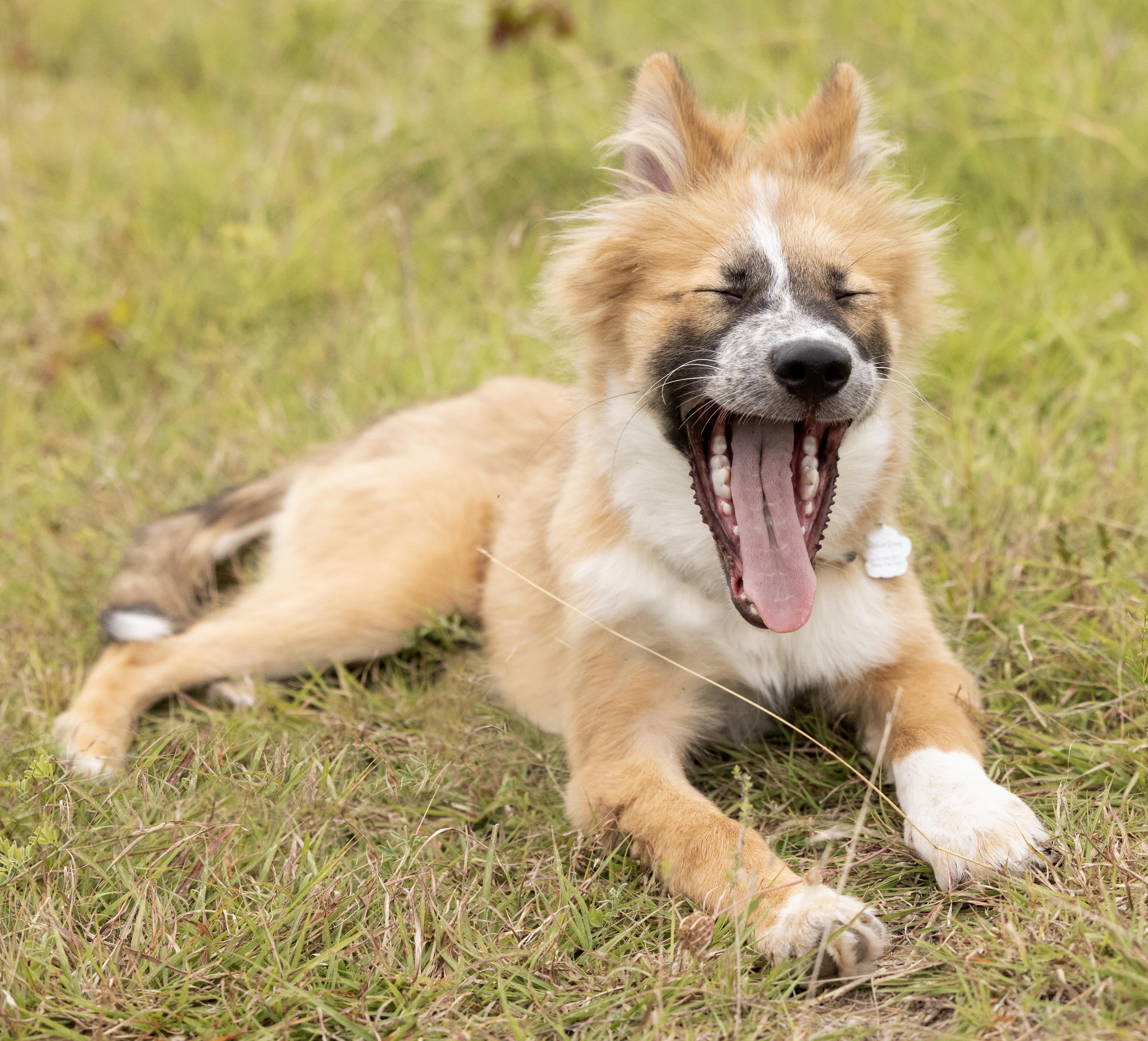 Enlarge Roxy, a Adopted mixed breed in Carrollton, TX image 3/6