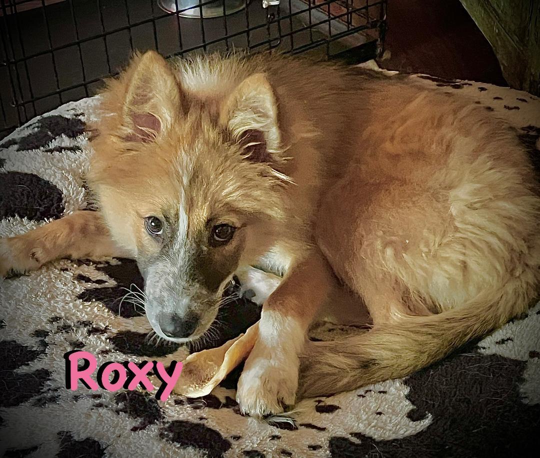 Enlarge Roxy, a Adopted mixed breed in Carrollton, TX image 5/6