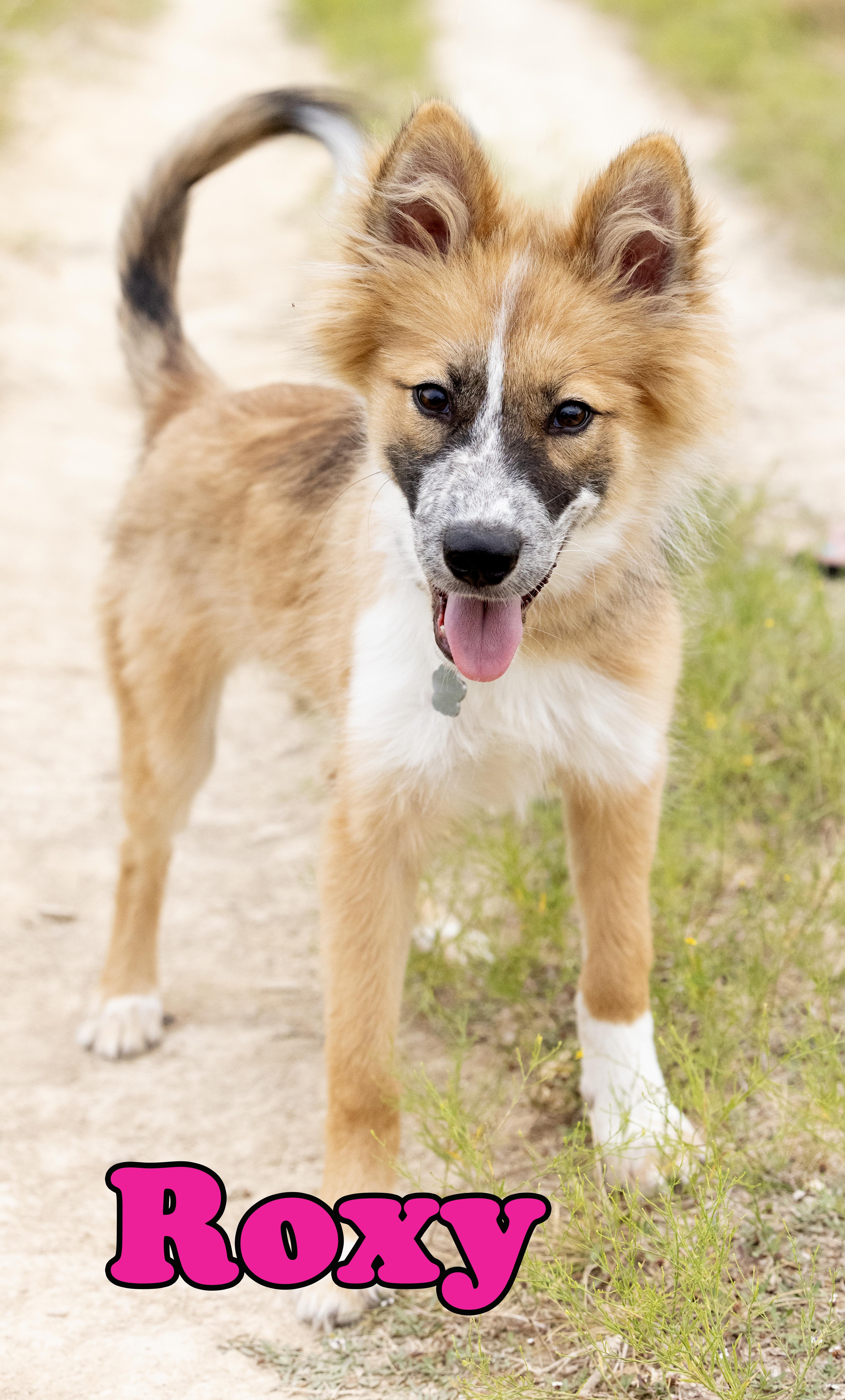 Enlarge Roxy, a Adopted mixed breed in Carrollton, TX image 1/6