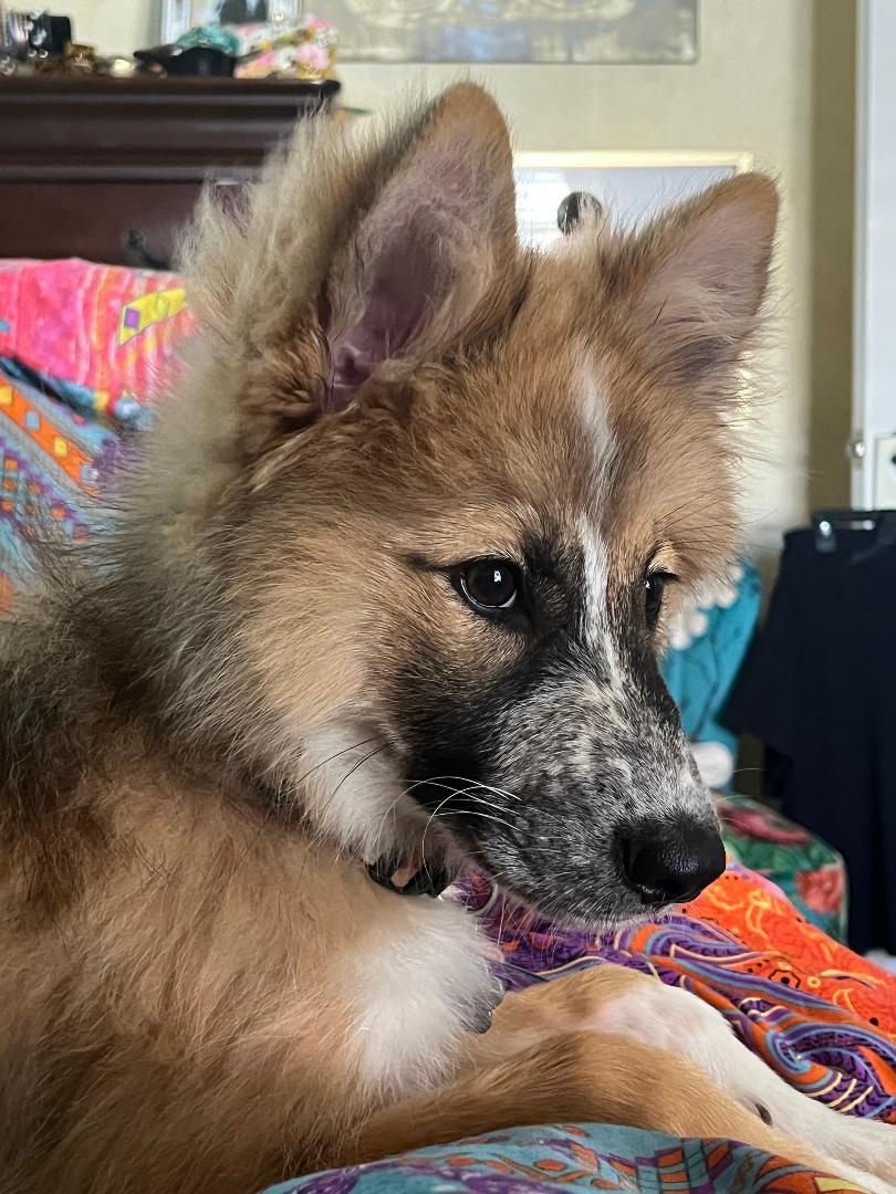 Roxy