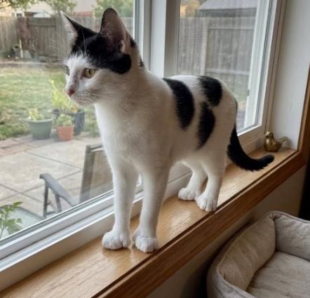 Penelope, a ADOPTABLE American Shorthair in Union City, NJ image 4/6