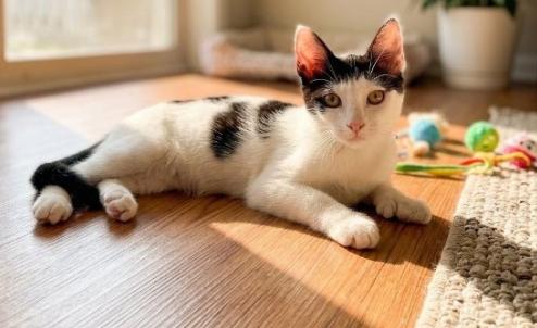 Penelope, a ADOPTABLE American Shorthair in Union City, NJ image 3/6