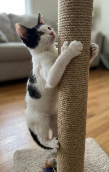 Penelope, a ADOPTABLE American Shorthair in Union City, NJ image 2/6
