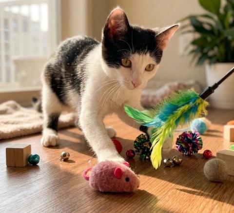 Penelope, a ADOPTABLE American Shorthair in Union City, NJ image 5/6