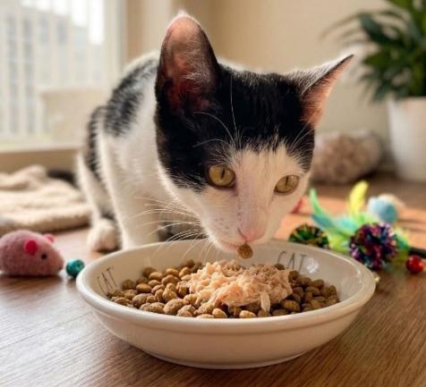 Penelope, a ADOPTABLE American Shorthair in Union City, NJ image 6/6