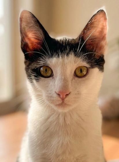 Penelope, a ADOPTABLE American Shorthair in Union City, NJ image 1/6
