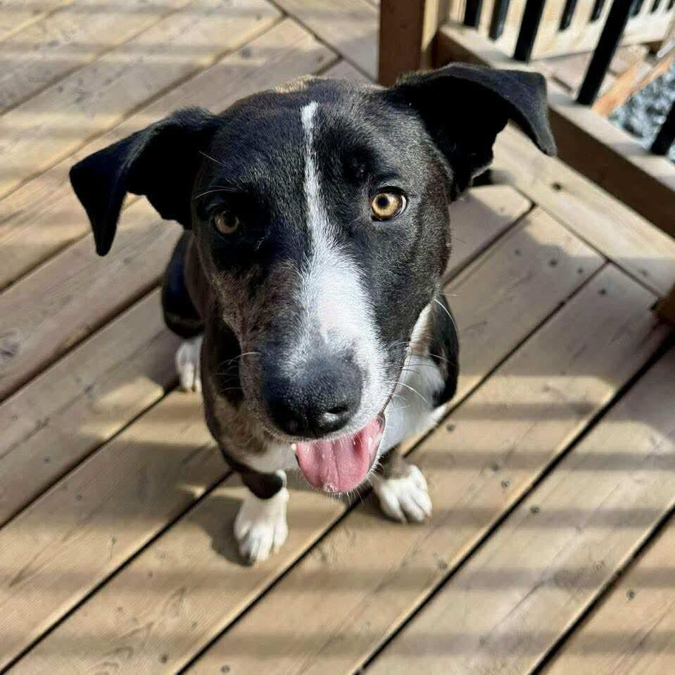 Alfie, an adoptable Australian Cattle Dog / Blue Heeler in Winnipeg, MB, R2C 1P2 | Photo Image 4