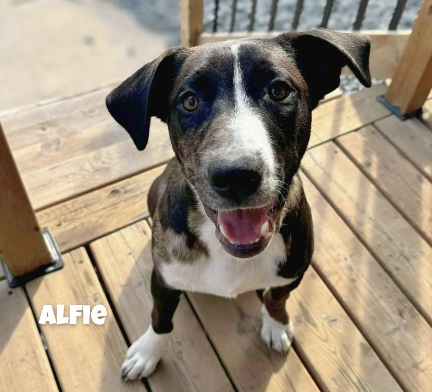 Alfie, an adoptable Australian Cattle Dog / Blue Heeler in Winnipeg, MB, R2C 1P2 | Photo Image 1