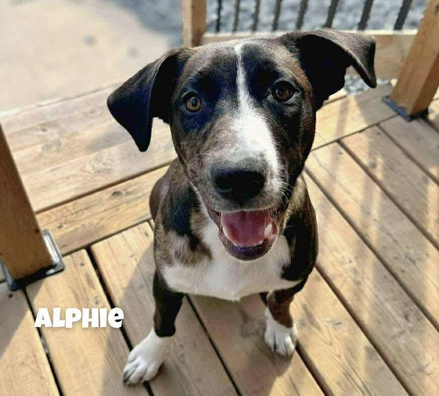 Alfie